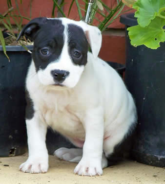 DDDawgs Flirt in a Skirt